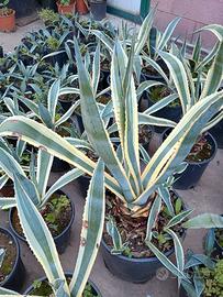 Agave Americana e altre piante grasse