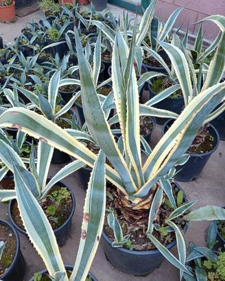 Agave Americana e altre piante grasse