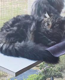 Gattina Maine Coon di 7 mesi con pedigree