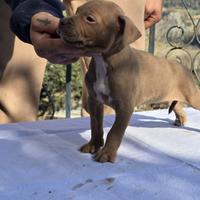 Pitbull ukc