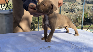Pitbull ukc