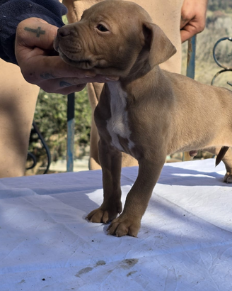 Pitbull ukc