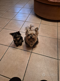 Cucciolo di Yorkshire