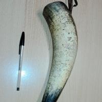 Antico corno porta cote risalente primi 1900