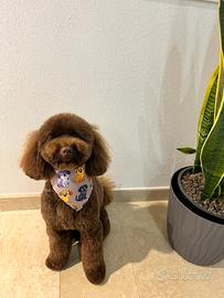 Accoppiamento barboncino toy