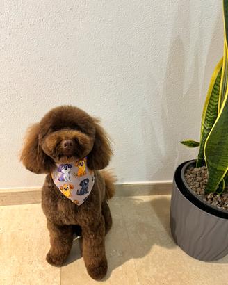 Accoppiamento barboncino toy