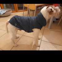 Piumino cane