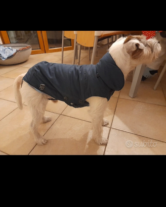 Piumino cane