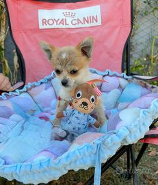 Chihuahua in miniatura