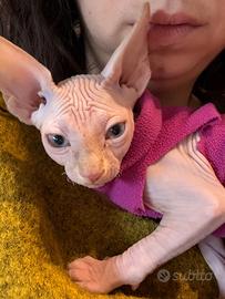 Cucciolo maschio sphynx 3 mesi