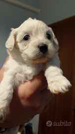Maltipoo
