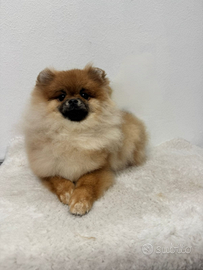 Femmina volpino di Pomerania