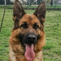 Femmina pastore tedesco