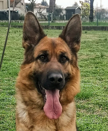 Femmina pastore tedesco