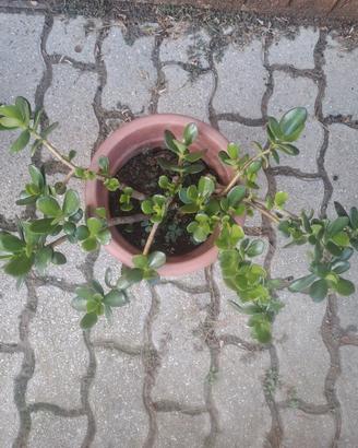 albero di giada