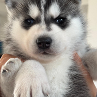 Siberian husky originali padre pedigree