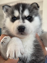 Siberian husky originali padre pedigree