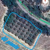 PIANTE DI ULIVO DA OLIO SANE DAI 35 ai 50 anni 