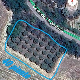 PIANTE DI ULIVO DA OLIO SANE DAI 35 ai 50 anni 