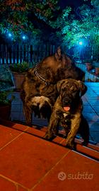 dogo presa canario 