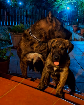 dogo presa canario 