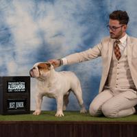 Cuccioli di Bulldog inglese