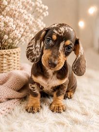 Bassotti cuccioli