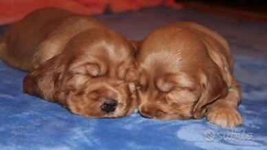 Cocker Spaniel Inglese cuccioli