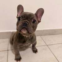 Cucciola di Bulldog Francese Esotico
