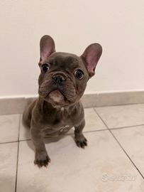 Cucciola di Bulldog Francese Esotico