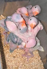 Pulli parrocchetti dal collari