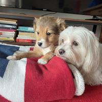 Cucciolo maschio batuffolo