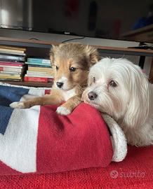 Cucciolo maschio batuffolo