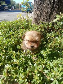 Maltipoo mini toy chocolate