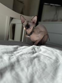 Gatto Sphynx