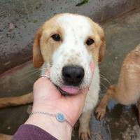 Cappuccino cucciolo 11 mesi taglia media