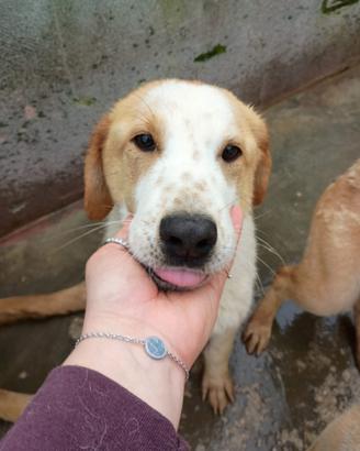 Cappuccino cucciolo 11 mesi taglia media