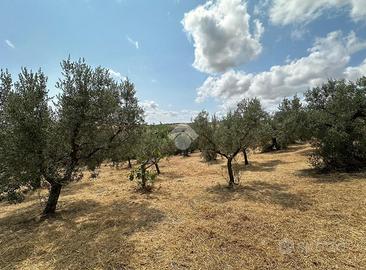 TERRENO A VASTO