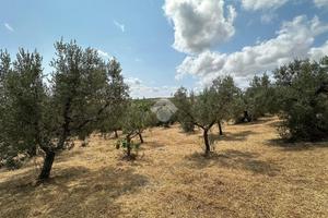 TERRENO A VASTO