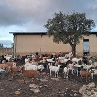 Permuto capre con pecore