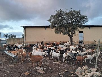 Permuto capre con pecore