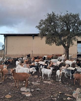 Permuto capre con pecore