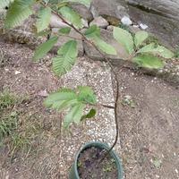 PIANTE CASTAGNE 