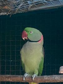 Pappagallo grande alessandrino