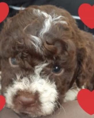 Cuccioli Lagotto Romagnolo pedigree Roy