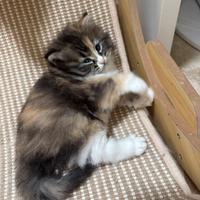 Ultima cucciola di gatto siberiano pedigree enfi