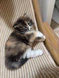 Ultima cucciola di gatto siberiano pedigree enfi