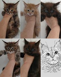 Maine Coon cuccioli