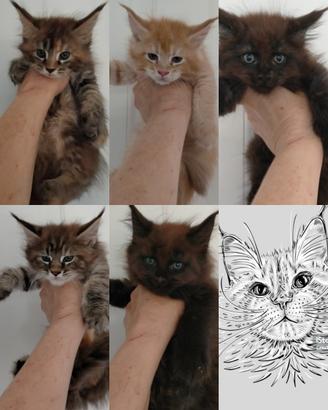 Maine Coon cuccioli