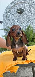 Cuccioli maschi di Bassotto Fulvo
